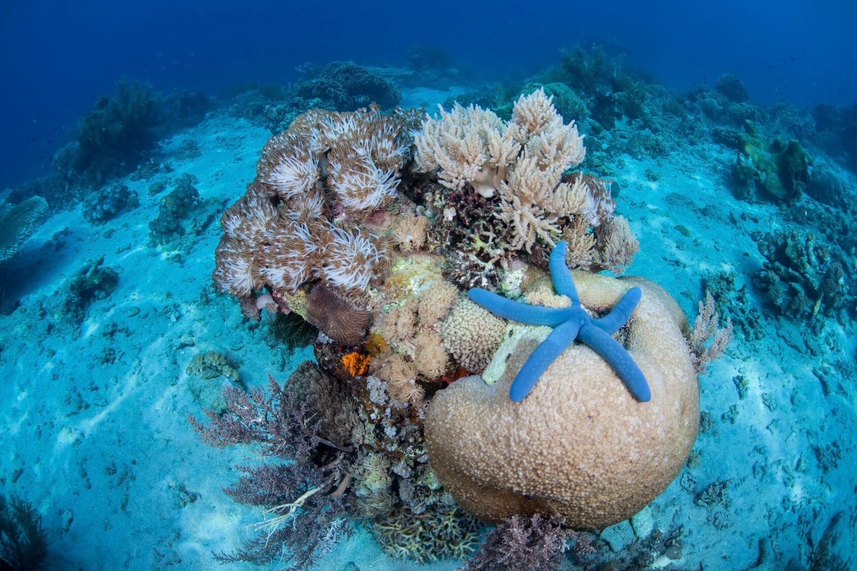 Phuket snorkeling review Thailand 2021 Edition